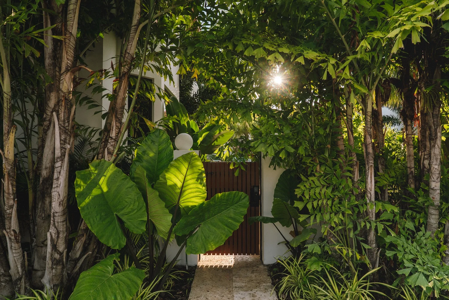 Our wooden garden gate and the planted courtyard behind it