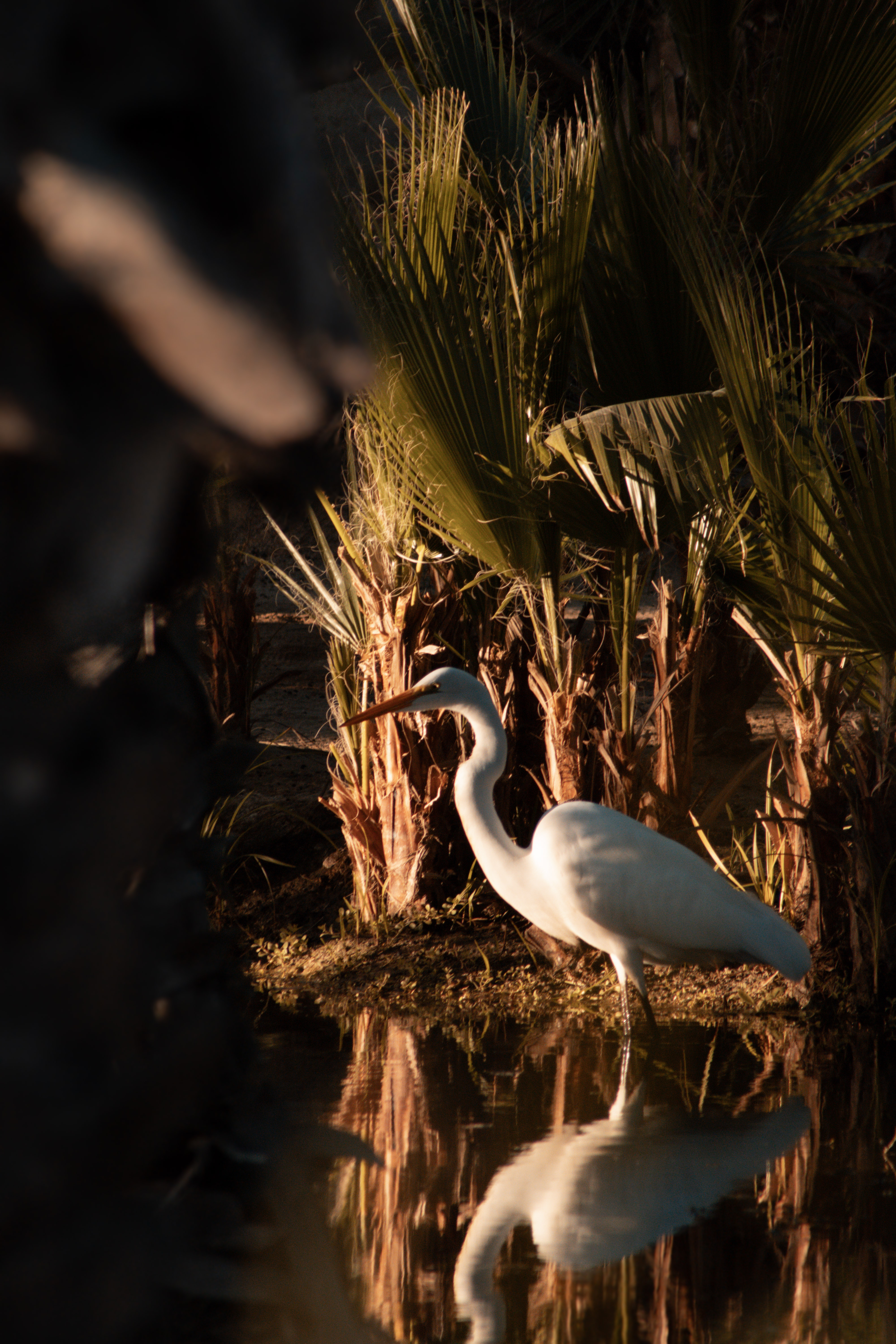 An egret fishing in the freshwater lagoon in the Santiago oasis